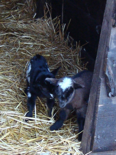 Kerststal (17)_450x600